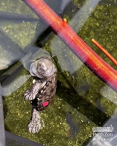 35K views · 2.2K reactions | More than 20 Western Swamp Tortoises have hatched in the past two weeks! ⠀ ⠀ To date, over 1,110 tortoises have hatched at the Zoo and more than 800 of those have been released to the wild! | Perth Zoo | Facebook