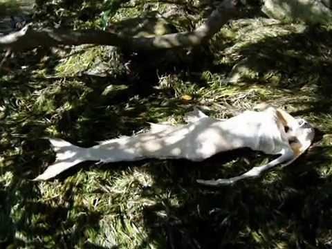 Real Mermaid found after japanese Earthquake / Tsunami!