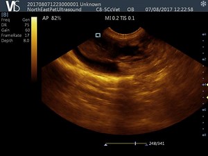 Toy Poodle Ultrasound Video.. | North East Pet Ultrasound