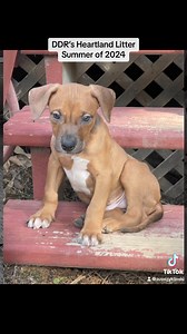 We are so happy to announce that our entire Heartland litter have all found their forever homes! This one truly took a village! Thank you to the shelter who knew they needed help, Danielle for reaching out, Pilots N Paws, Haley and her children for holding on to them until we could get them and that is before even coming to DDR! 🙌 Also, thank you to all of our foster families who stepped up without hesitation to care for all of these sweet babies! And a huge thank you to all of our adopters for