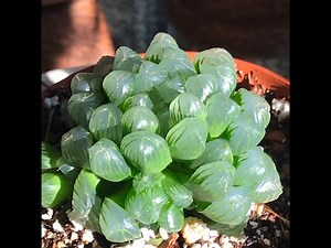 Haworthia cooperi ¿como cuidarla?