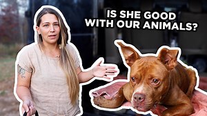 We found a pitbull injured on the side of the road, so after taking her to the vet we decided to foster her. But having many other animals at home our first concern is, is she going to get along with them? It's hard to believe it's been 2 years since this happened. Feels like she's been with us forever now. | The Murrays