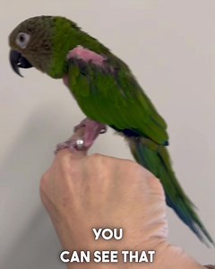 2.2K views · 83 reactions | Emerald is a Dusky conure who likes to pull his feathers out! It’s a complicated problem which can be medical, nutritional, behavioral or sexual problems (or a combination of these.) It’s important to work with a veterinarian to help figure out this complicated problem. Emerald is a bit naked and it may take a while to manage. We are hoping our next steps help him. #birds #conure #exoticvet #petbird | Dr. Melissa Magnuson, The Conscious Vet | Facebook