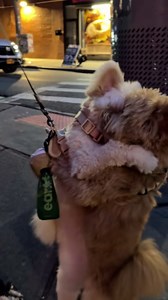 Barney the Pomapoo shows love after meeting a new friend