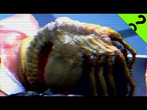 Monstrous Sex Ed: The Alien Facehugger | Monster Science #20