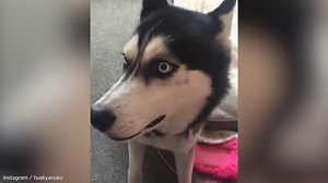 Instagram sensation Siberian husky Anuko raises £20,000 | Daily Mail Online