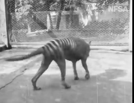 2.1K views · 171 reactions | The last surviving Tasmanian Tiger (named Benjamin) held in captivity at Beaumaris Zoo in Tasmania, Australia. | Undiscovered History | Facebook