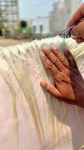 Washing the mare’s neck with Clinic Plus Shampoo – she’s loving the cool rinse on this hot day! Keeping her clean and refreshed is a must in this summer heat.🙏🐎❣️ #HorseCare #SummerHorseCare #MareGrooming #EquineGrooming #ClinicPlus #HorseShampoo #HotWeatherHorseCare #EquestrianLife #HorseLovers #StableLife #HorseBathTime #CoolingDown #HorseHealth #GroomingRoutine #CleanHorse | Azruddin Khan Bwr