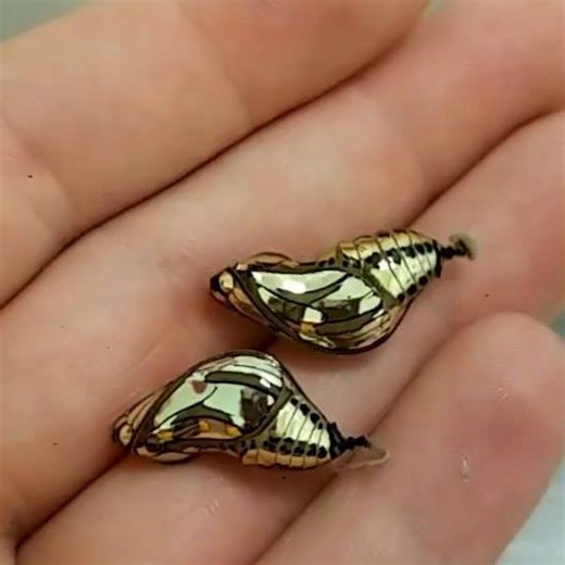 4.2K views · 132 reactions | Shiny butterfly pupae! Tithorea harmonia. | Bugsologist: Lauren Davidson | Facebook