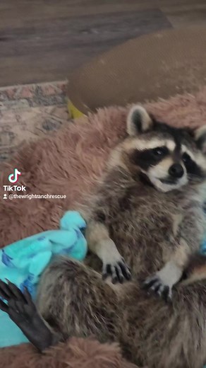 13K views · 1.9K reactions | Special appearance of chancy Pants #wildlifeonearth #raccoon #raccoons #wildliferehab #friyay #chilling #comfy #cerebellarhypoplasia #viral #friday #wildlife #fyp | Little Bit Wildlife Rescue | Facebook