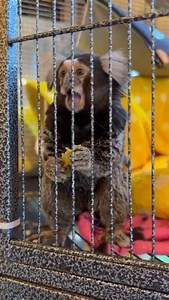 We will be going live soon together to help save the sanctuary. Thank you Cryo Rolls in Bellingham, WA for your support and helping our organization. | Because We Matter