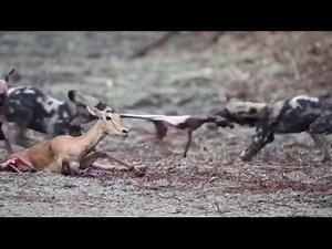Pregnant 🤰 gazelle and it’s unborn baby eaten alive by wild dogs 🐺 🤦🏿‍♂️