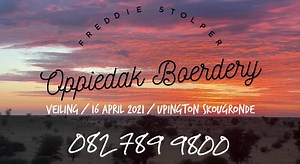 Freddie Stolper of Oppiedak boerbok / boergoat stud / stoet offers these beautiful bucks for the Auction at Upington Showgrounds on Fri. 16th April 2021 @ 11am: | SA Boerboktelersvereniging / SA Boer Goat Breeders' Society