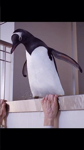 Mr. Popper’s Penguins (2011)｜Revenge of the Penguins — They Never Forget!🐧🔥