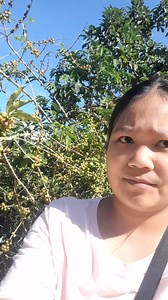 Arabica plantation We also have Roasted coffee available Business contact number whatsapp 09559336270 Viber 09559336270 | Zhyn Zhyn Padalla