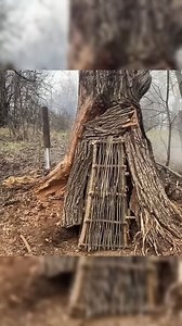 Hidden in Nature: Building a Secret Shelter Inside a Giant Tree #outdoorcamping #bushcraft #survival #bushman #build | Tech Moments