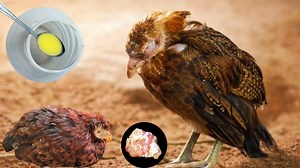 Prevention & Treatment of Coccidiosis in Poultry Birds | Dr. ARSHAD | Dr. Arshad Veterinary Clinic