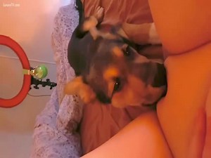 Teen amateur letting my puppy lick my bald chubby pussy