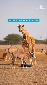 Explore UAE's wild side at Anantara Sir Bani Yas Island! 歷 Over 17,000 animals, endless adventure—ready for a wildlife escape?  : @olenatraveller/IG #gulfmoments #uaemoments #uae #abudhabi #yasisland #travel | GulfMoments | Facebook