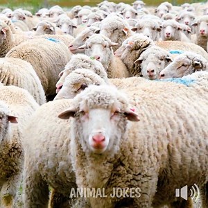 Sound on 🔈 Subscribe to their channel to watch more animal jokes bit.ly/2FoN8Pq | Bright Side