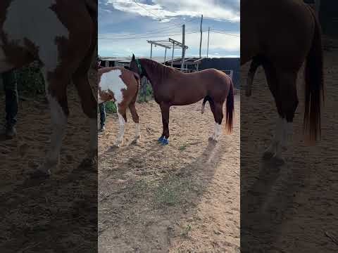 Horse mating compilation