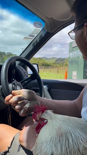 West VL Commodore on Reels