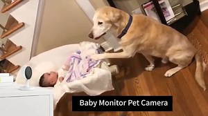 The Foscam Baby Monitor comes with amazing features such as human motion detection, sound detection, night vision, 2 way audio and 1920 x 1080p resolution. View the camera footage live via the Foscam App on your smartphone from anywhere in the world. Get one today through the Link below or give us a Call/DM/WhatsApp on 254798419984 and we will make the order for you and have it delivered. https://shop.mumsvillage.com/product/foscam-baby-monitor/ #MumsVillage #MumsVillageShop | Malaica