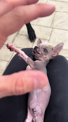 Up close and personal with Sir Stinky Pete #chihuahua #chinesecrested #greatdane #bestfriends