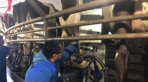 3.9K views · 51 reactions | Our prep team in the milking parlor has quite a bit to accomplish in a short amount of time. While prepping the cow for milking, the first few bits of milk are milked out of each quarter (also known as “stripping the teats”). One reason this is done is it allows us to identify cows that potentially have mastitis, test them for it and treat them. #TheYearofWhy #AnimalCare | Milk Source, LLC | Facebook