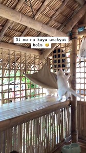 17K views · 975 reactions | Tawang tawa na nman ako sayo! HAHAHAHA #cat #FunnyCats #cats #cutecat #catlover #catlife | Callie and Fluffy | Facebook