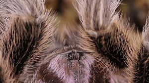 Chilean Rose Tarantula Grammostola Rosea Close 库存影片视频（100% 免版税）22615342 | Shutterstock