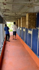 23K views · 723 reactions | collab between RS Aviary Phil. & Myko’s Aviary. Alexandrine high mutation breeding project. RS Aviary breeds, Myko Aviary incubates the eggs Kap Iking's Aviary as support | Myko's Aviary | Facebook