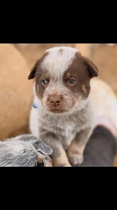 Here is the fully adapted post, rewritten for Australian Cattle Dogs (also known as Blue Heelers or Cattle Dogs) available for adoption and rehoming: 🐾🐾 Australian Cattle Dog Puppies for Adoption/Rehoming 🐾🐾 Both parents are purebred Australian Cattle Dogs, raised right here on our 4-acre property in Cohasset, CA. They come from quality working bloodlines and live in a quarter-acre enclosure. Parent Details: The father is Rex: 8 years old, 50 lbs, strong, loyal, and very intelligent with a s