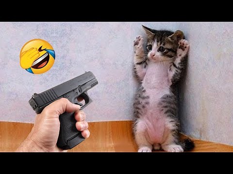New Funny Cat and Dog Videos 😹🐶 Funniest Animals 😂 Part 7