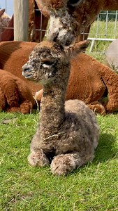 🌌 There is nothing cuter than a baby alpaca, and Constellation really was one of the cutest 🌌 Only 100 days to go until we will be moving some of our females over to the maternity paddock, ready to keep a close eye on them. Appaloosas are so much fun to breed. Whilst we generally prefer our well masked Leopard Appaloosas, ones like Constellation are still a welcome surprise. She is so unique 🤎 | Natterjack Alpacas