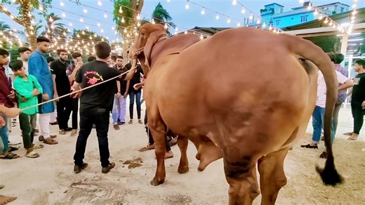 51K views · 4.2K reactions | Welcoming you to the most hyped Cattle Farm of the town to meet “Hamza” - The celebrity bull of the country. | RK Agro Farm Limited | Facebook