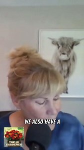 Add Color to Your Garden with Dwarf Red Hot Poker Plants This episode is your guide to a beautiful garden. Watch the full episode now on YouTube: https://youtu.be/HzpMyeiwS1A Don't miss out on essential gardening knowledge! Subscribe to Top 10 Gardener: https://wattersgardencenter.com/mountian-gardener-podcast/ #WattersGardenCenter, #WattersGardenCenterAZ, #Top10Gardener, #GardeningTips, #MountainGardenerPodcast, #GardeningPodcast, #GrowYourBestGarden, #kedj, #Perennials, #PerennialPower, #Summe