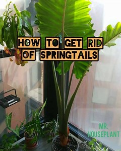 Springtails are wingless insects, thin and elongated, about 1/16 of an inch. They can be found on top of the soil or walking on the edges of the pot, or in the saucer, if the pot has drainage holes. They are generally harmless to plants, as they feed on decaying organic matter and fungi. Some species may damage plants by chewing on the roots and seedling leaves. Even in the case of species that eat plants, with mature plants the damage is rarely sufficient to get you worried. ⠀ People who are in