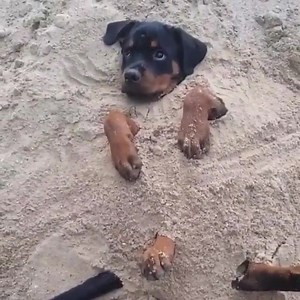 No home, only beach | Greyhound Australia