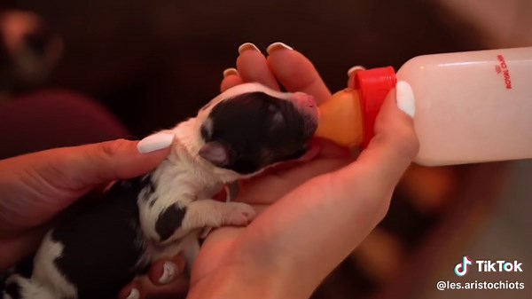 Une équipe passionnée et qualifiée au service de nos compagnons à quatre pattes. Des infrastructures réalisées au mieux pour le bien-être de nos chiens et de leurs bébés. Nous vous disons à très bientôt pour de nouvelles aventures ! Les AristO’chiots Vidéo : @elevix.prod #chien #dog #puppy #doglover #elevage #elevagechien