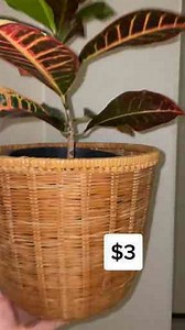 Come Film UGC With Me for a Local Client—Behind the Scenes!