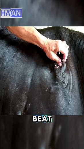 Revealing Cow Larvae Extraction Technique part2 #animalcare #animals #rescuedoglove #shorts