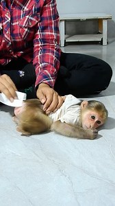 3K views · 24 reactions | Disgusting, finish eating Toto defecate again. | Monkey Charlie | Facebook