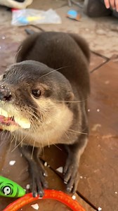 Do you take your eggs over-easy or hard-boiled? Hard-boiled eggs make a fun, but messy, treat for the otters at Nurtured by Nature! To add to the fun, we've filmed this delicious experience in slow-mo! Happy Wednesday everyone! | Nurtured By Nature