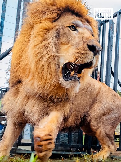 Sauvetage de Layish le lion : de la remorque au sanctuaire en Afrique du Sud