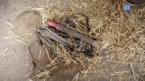 29 reactions | Luke Freebairn has been a farrier for around 24 years and he’s shoed horses for racing royalty including Bart Cummings, David Hayes and Gai Waterhouse. Read more: https://tinyurl.com/26wj4yh6 | Flemington Racecourse and Victoria Racing Club | Facebook