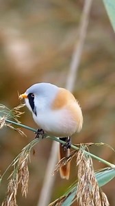 22K views · 2.2K reactions | Bearded Reedling(Panurus biarmicus) #reelsvideo #reelsviral #birdwatching | Rini Rini | Facebook