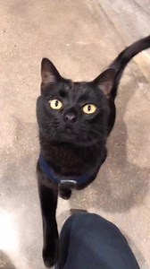 Black cats need love too. Do you think they are bad luck? #catlovers #catperson #halloweenishere | JJ Yosh