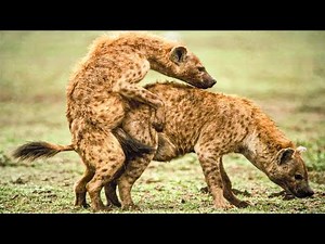 20 Strangest Animal Mating Behaviors In Nature