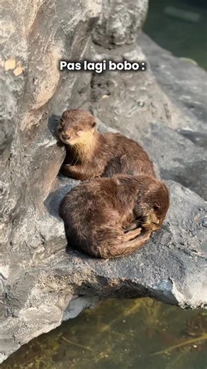 So soft, so sweet, so otterly cute! 🦦💤 Watching Chika & Mochi snuggle up and nap while hugging each other is the kind of peaceful moment that makes your heart melt at SQP Park💖 Come say Hi and get close to these cuties! #OtterLove #SQPPark #TeepeeBuddies #CutenessOverload | Scientia Square Park